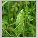 Tettigonia viridissima  - Schrecke-letztes Larvenstadium w01.jpg